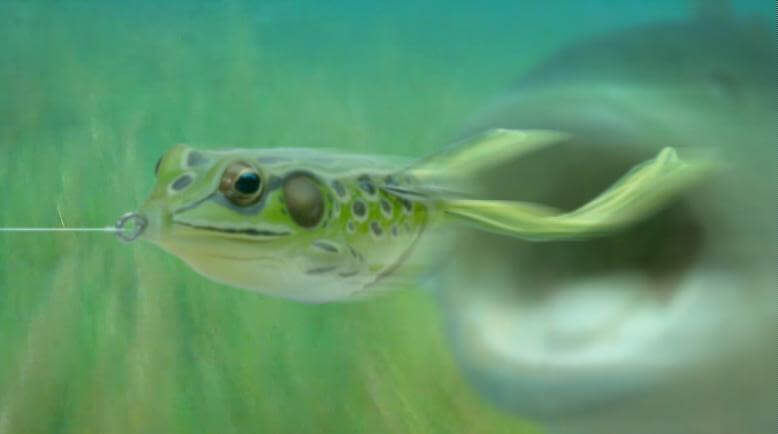 Are The Biggest Bass in the Heavy Grass?