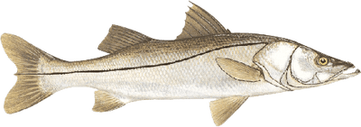 Z Bone Fishing Rod – KISTLER Fishing